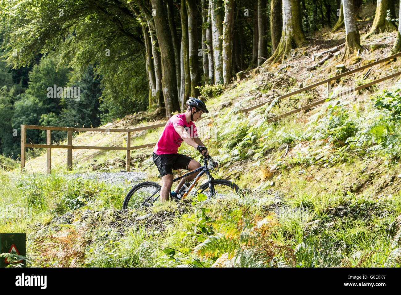 Mountainbiken im schottischen Wald Stockfoto