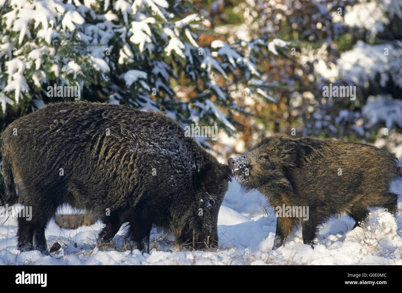 Bache und ein junges Wildschwein treffen im Wald Stockfoto