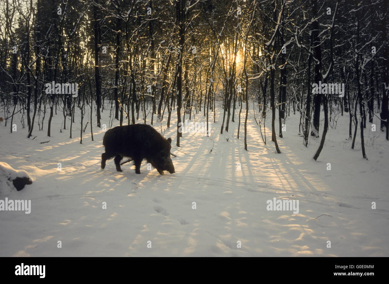Wilde Sau im Winterlicht geht auf eine Hirsch-Kreuzung Stockfoto