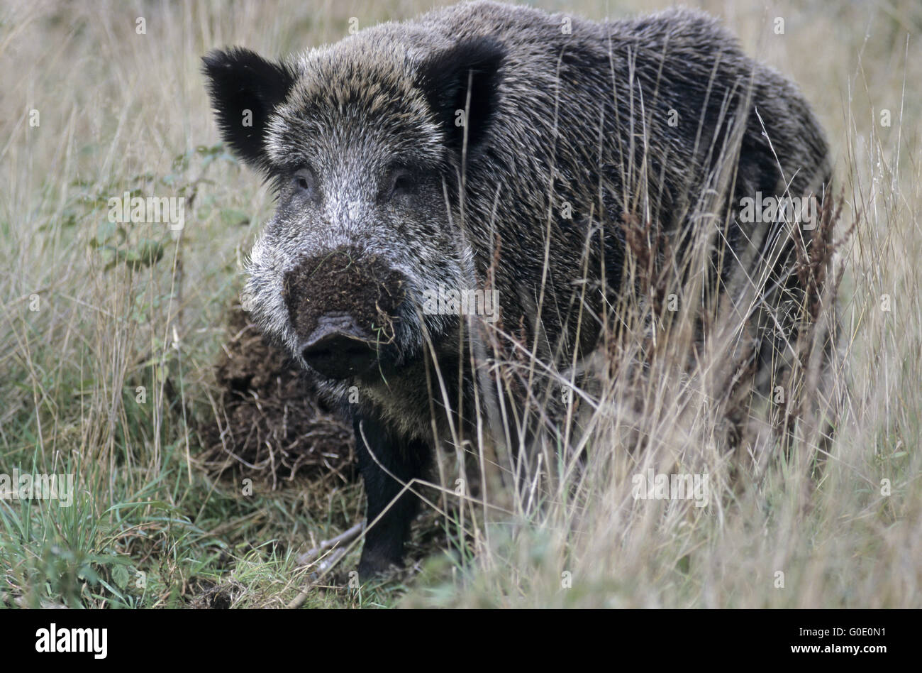 Wildschwein Keiler auf Futtersuche auf einem Wald-gl Stockfoto