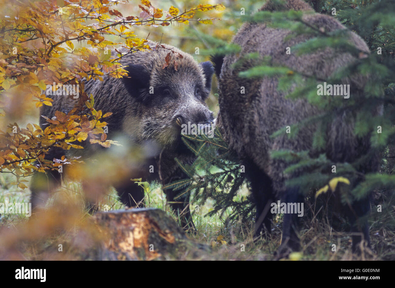 Wildschweine Schweine kämpfen in der Brunft Stockfoto