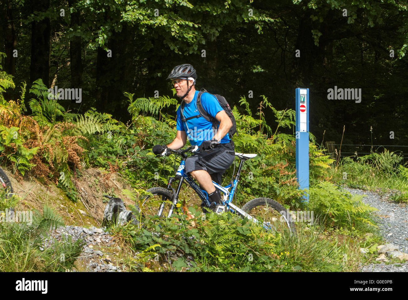 Mountainbiken im schottischen Wald Stockfoto