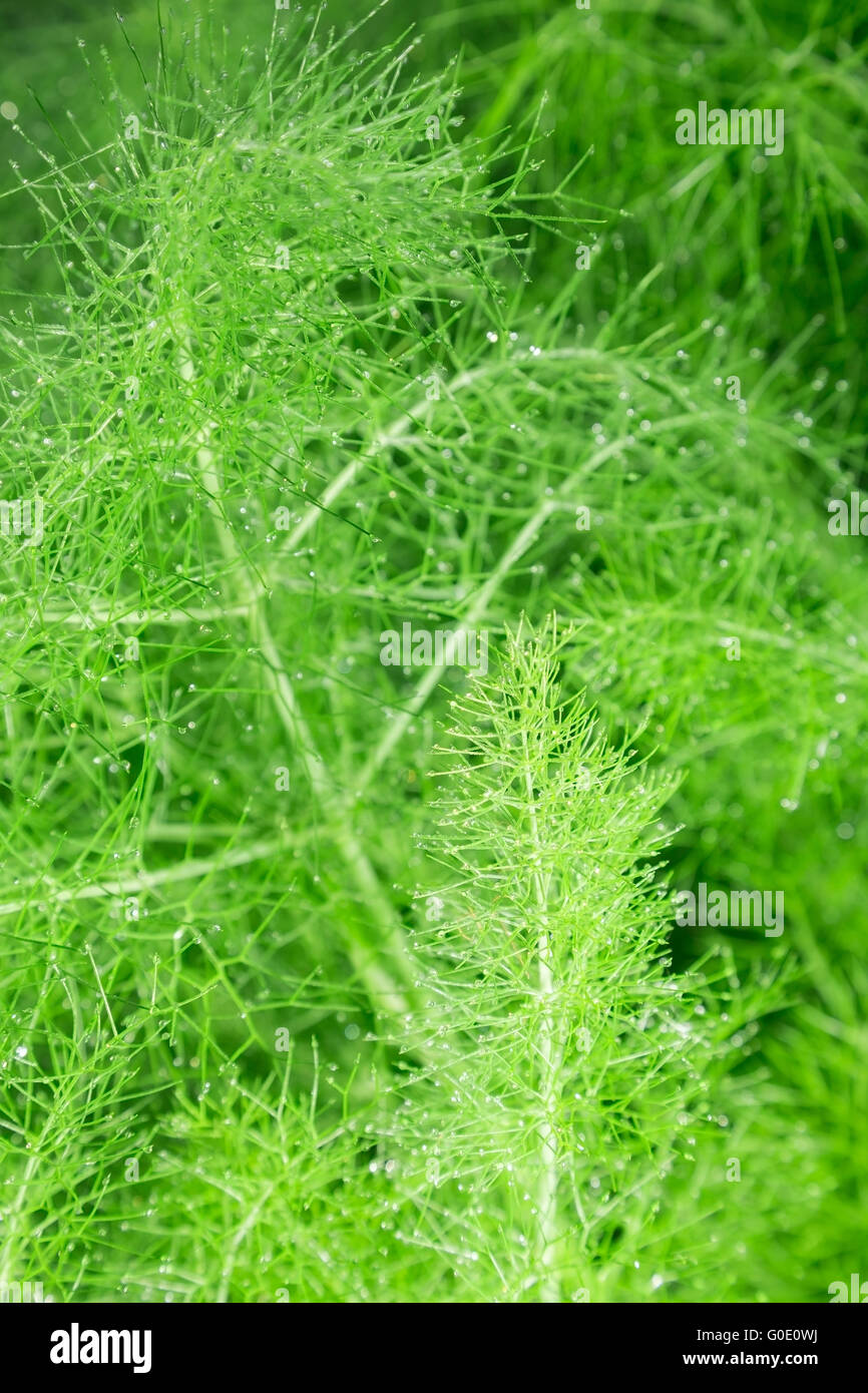 schöne grüne gefiederte Blätter des Fenchels. Zusammenfassung Hintergrund Stockfoto