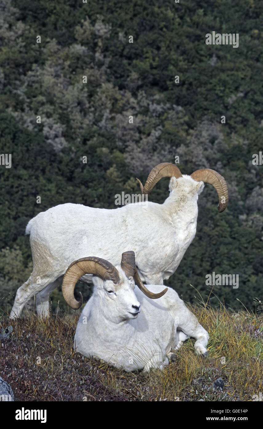 Dall Schafe Rams in einer Almwiese ruhen Stockfoto