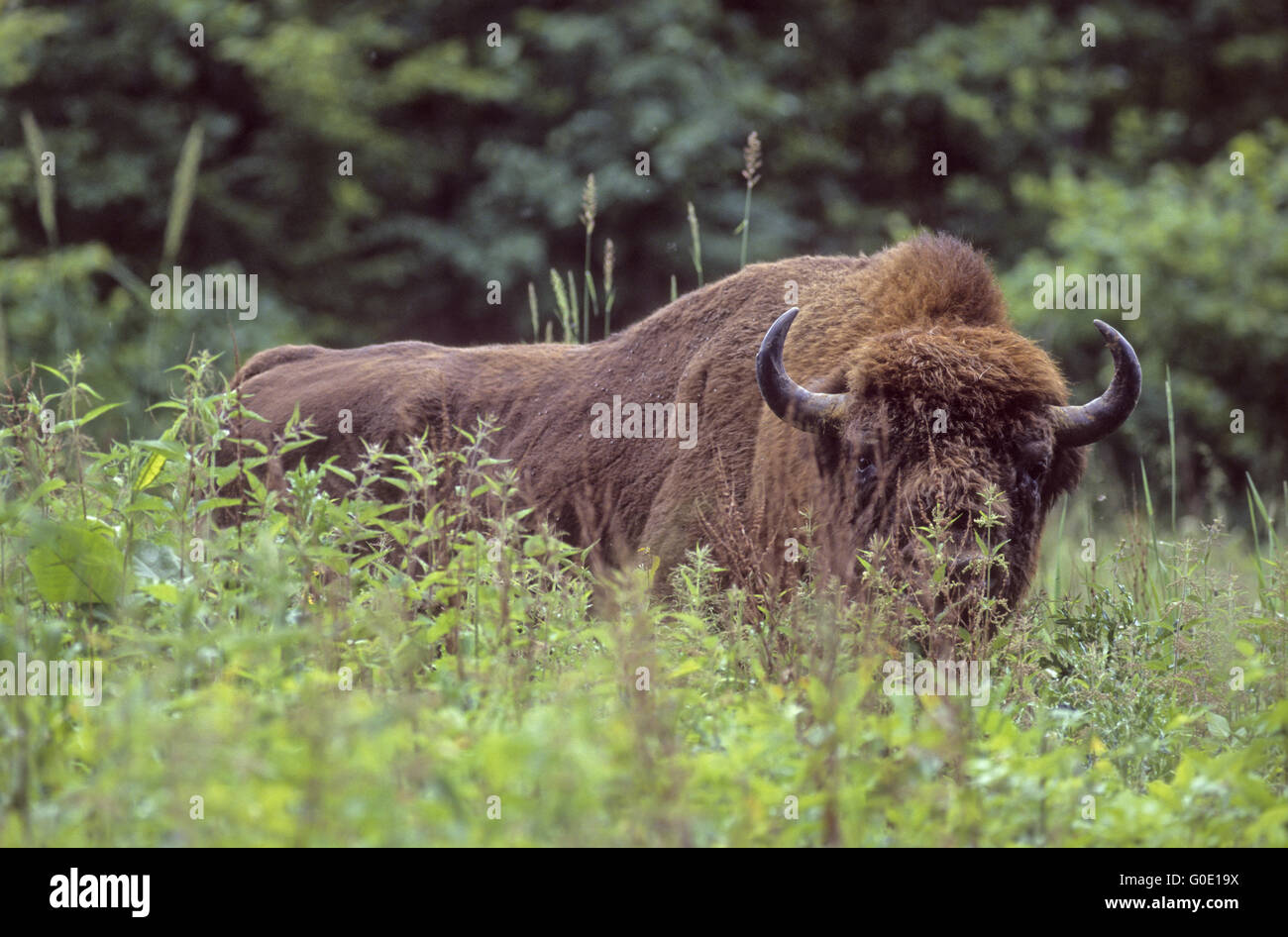 Wisente Bull steht in einer Waldlichtung Stockfoto