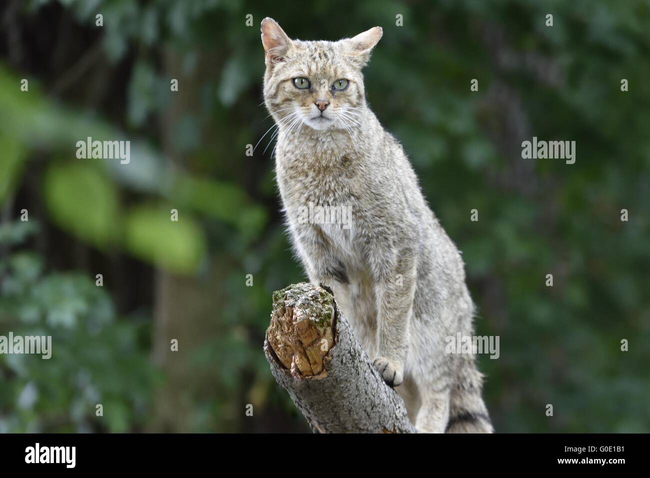 Fotos von wilden Katze im Garten. Stockfoto