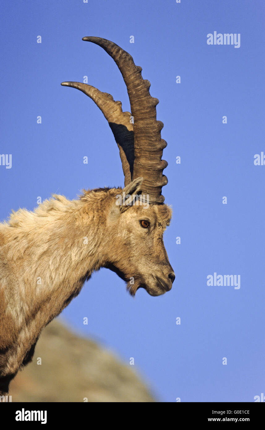 Porträt von einem Steinbock buck Stockfoto