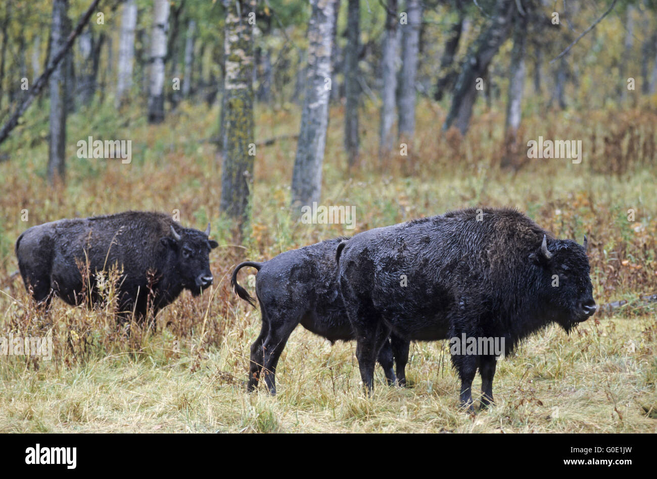 Amerikanische Bisons Cowes und Kalb stehen in der Prärie Stockfoto