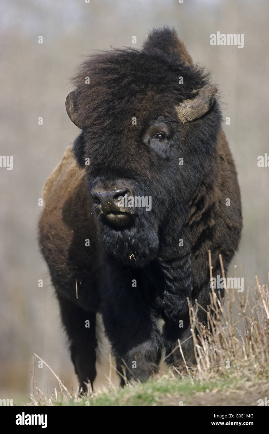 American Bison Bulle steht in der Prärie Stockfoto