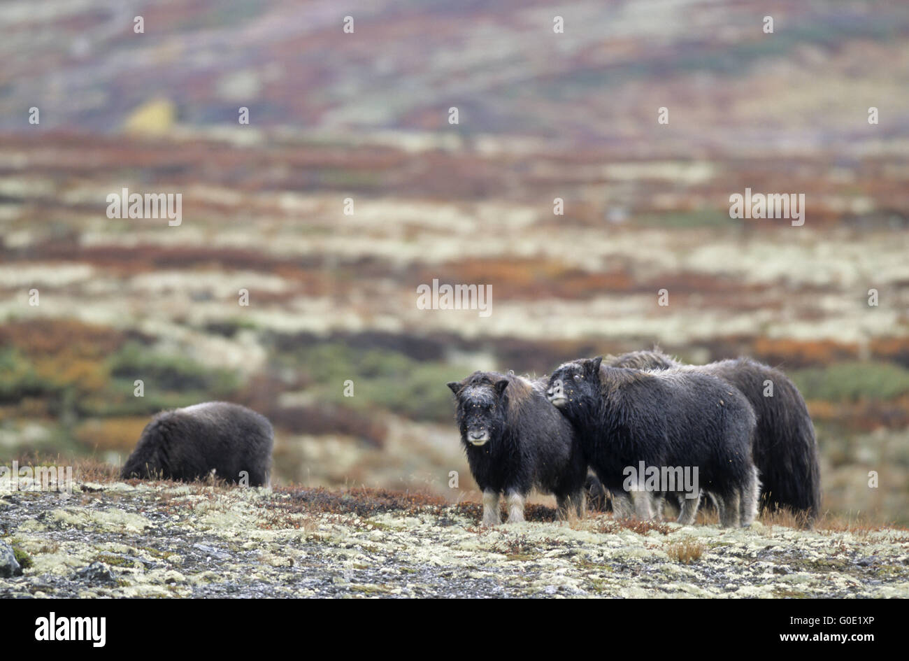 Moschusochsen Waden spielen die herbstliche Tundra Stockfoto