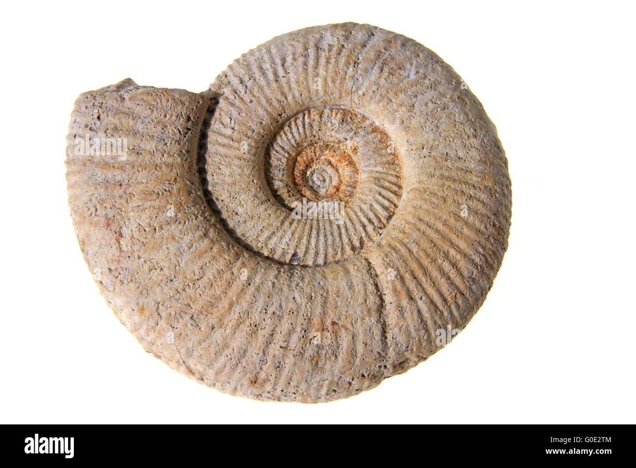 Ammonit Stockfoto
