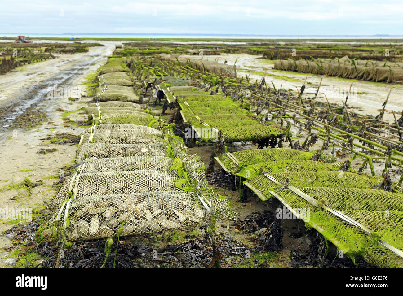 Austernzucht in Cancale, Frankreich Stockfoto