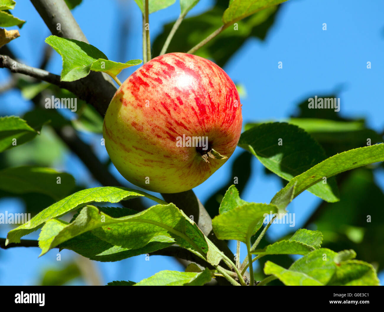 Apple auf Baum Stockfoto