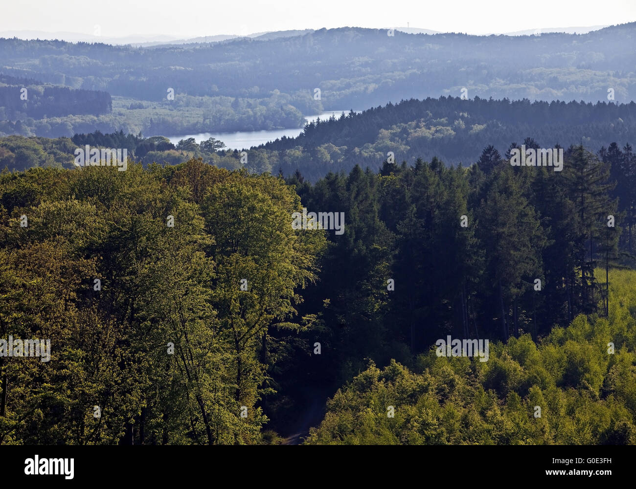 Wald mit Blick auf See Moehnesee, Deutschland Stockfoto