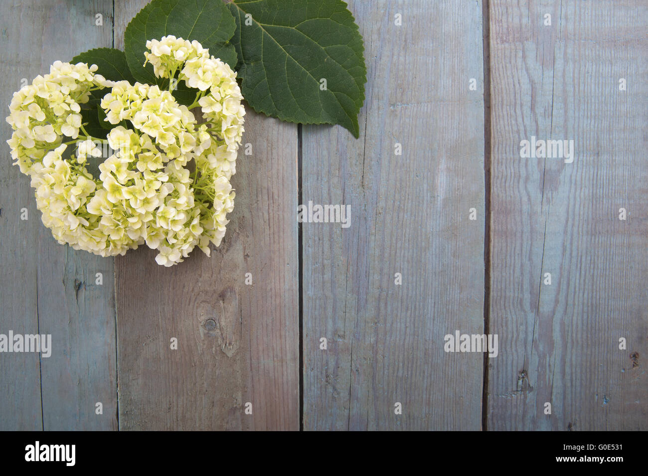 Hortensie Blüte auf einem hölzernen blauen Hintergrund. Stockfoto