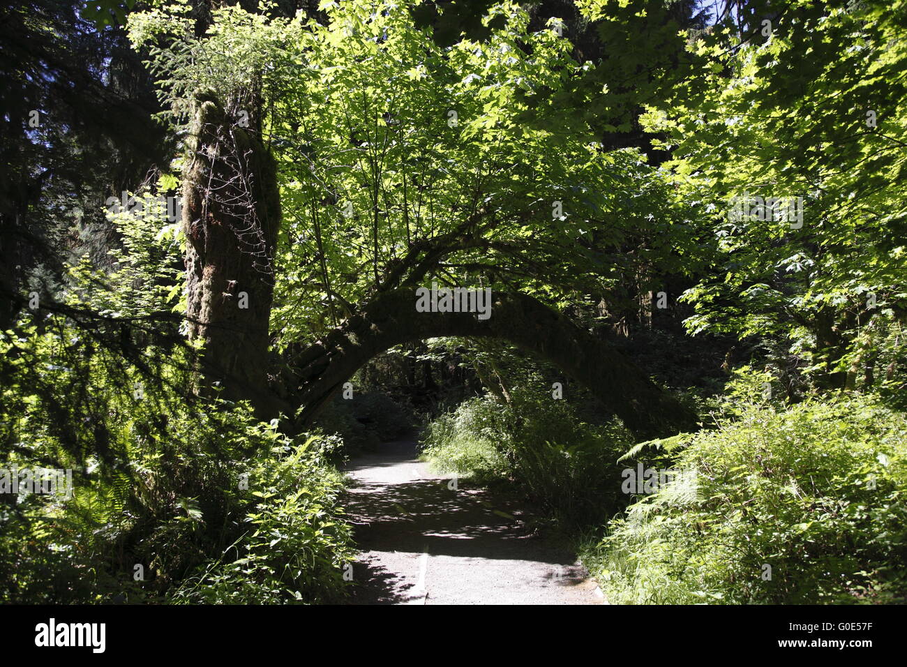 Trail durch Hoh Regenwald Stockfoto