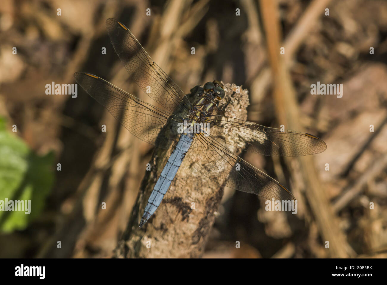 Gekielte Skimmer (Orthetrum Coerulescens) Stockfoto