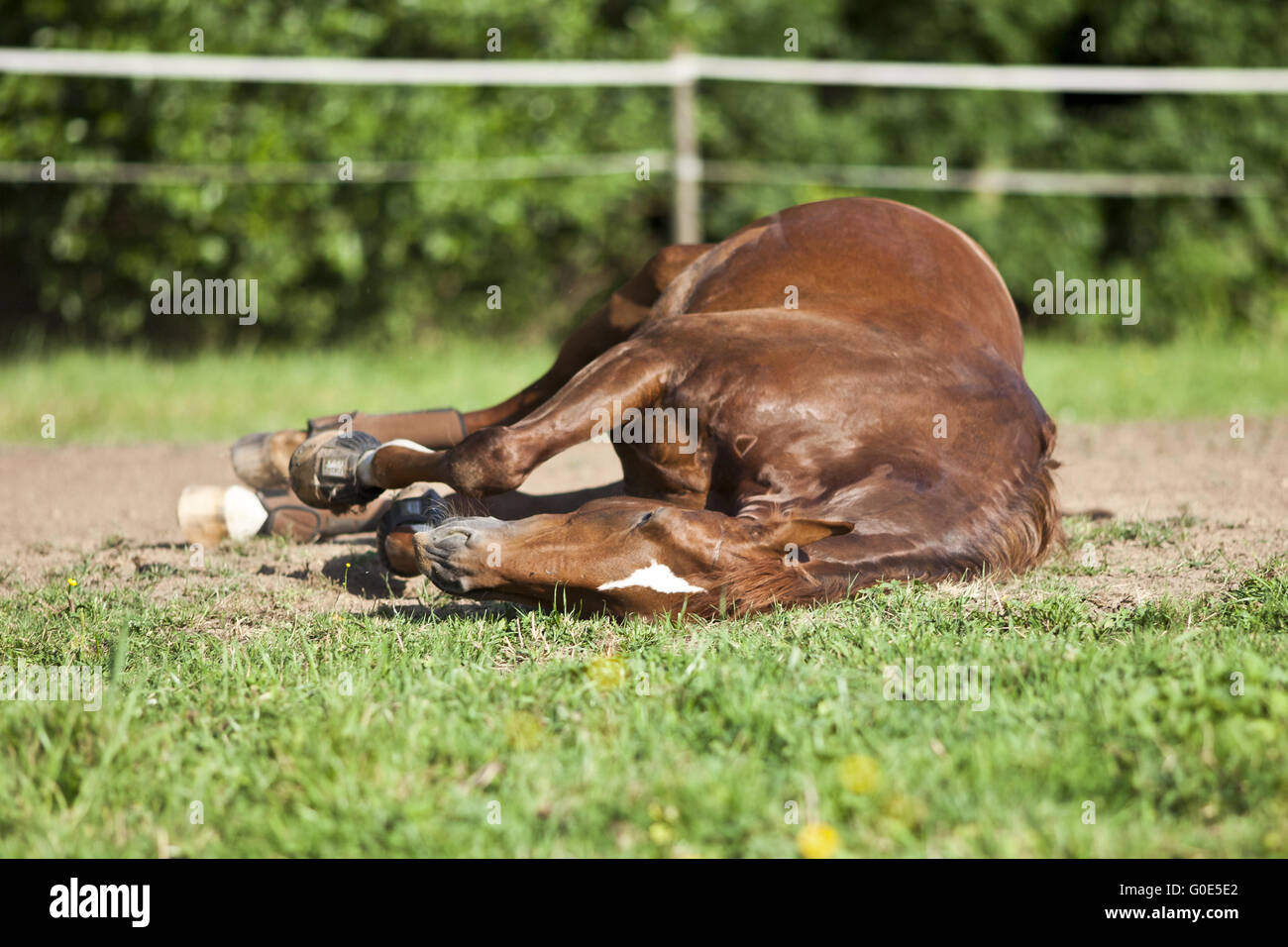 Pferd-Schlaf auf Wiese Stockfoto