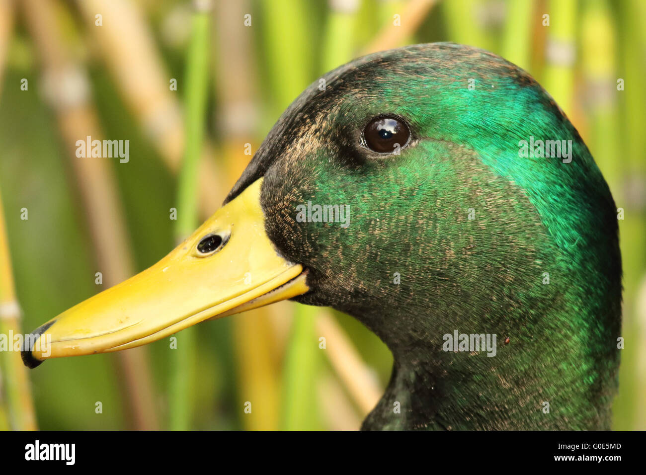 Ein enger Porträt einer Stockente Drake. Stockfoto