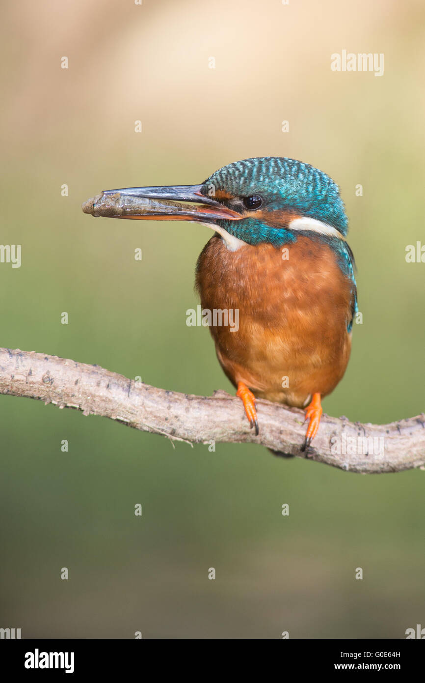 Eisvogel Stockfoto