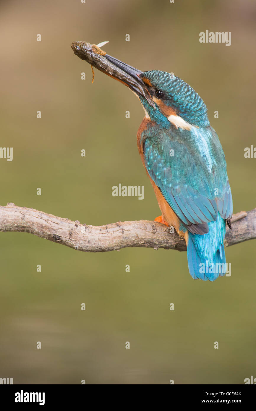 Eisvogel Stockfoto