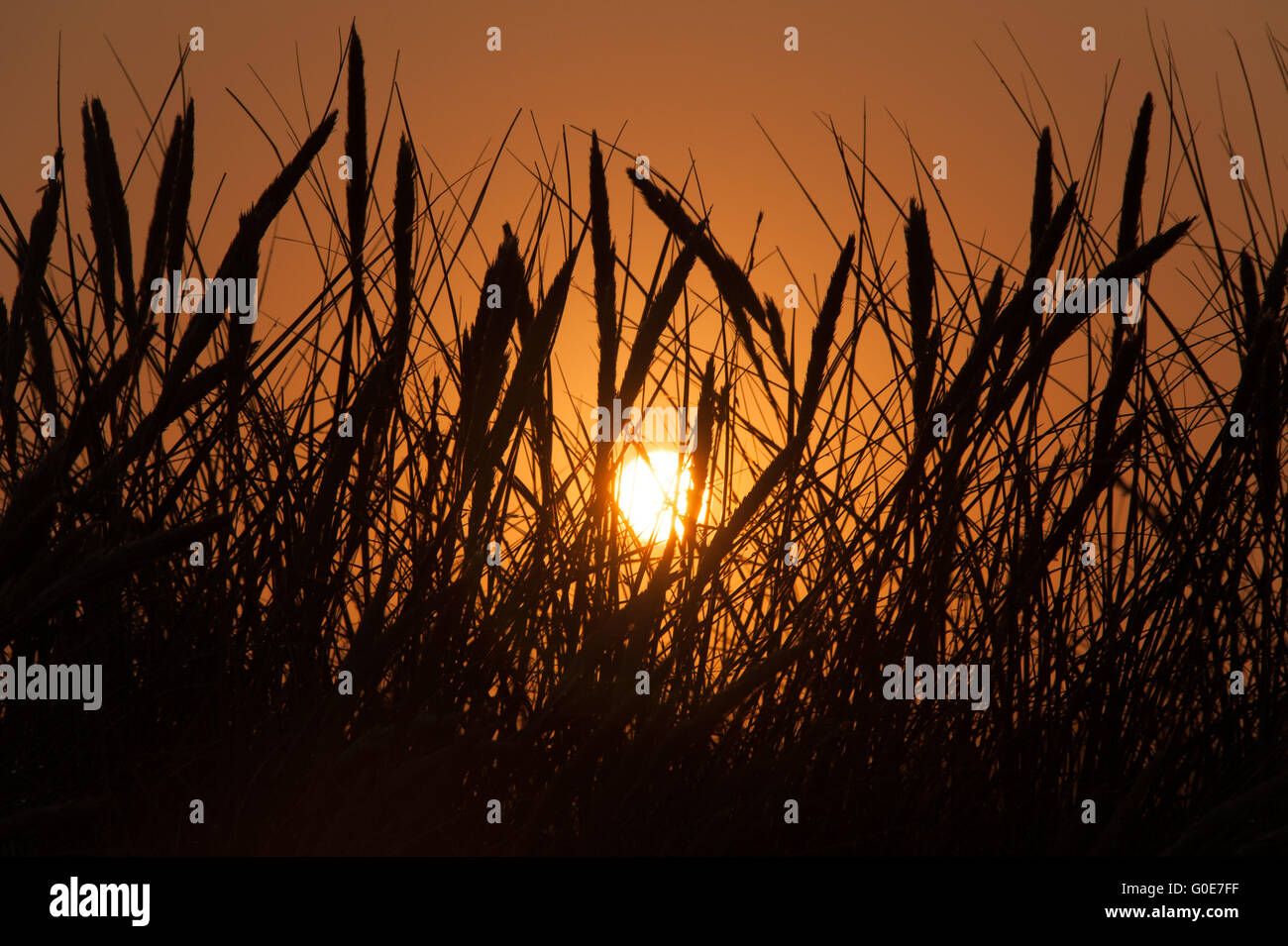 Sonnenuntergang mit Strandhafer Stockfoto