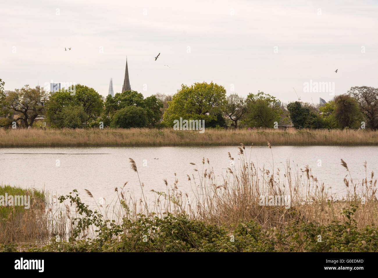 London UK 1. Mai 2016. Möwen Rad über in der Luft mit dem Turm von Stoke Newington Kirche und der Shard Wolkenkratzer über bilden eine Kulisse als Woodberry Feuchtgebiet Naturschutzgebiet für die Öffentlichkeit geöffnet. Woodberry Feuchtgebiete ist offen für den uneingeschränkten Zugang zum ersten Mal in den zweihundert Jahren seines Bestehens eine große Tierwelt-Oase in der Nähe von Finsbury Park im Stadtteil Hackney. Erstreckt sich über 11 Hektar und dieses langfristige Projekt von Lebensraum Verbesserung und Wiederherstellung der Erbe befindet sich auf einer Strecke von der New River und Stoke Newington East Reservoir verschlingt. Bildnachweis: Patricia Phillips/Alamy Live-Nachrichten Stockfoto