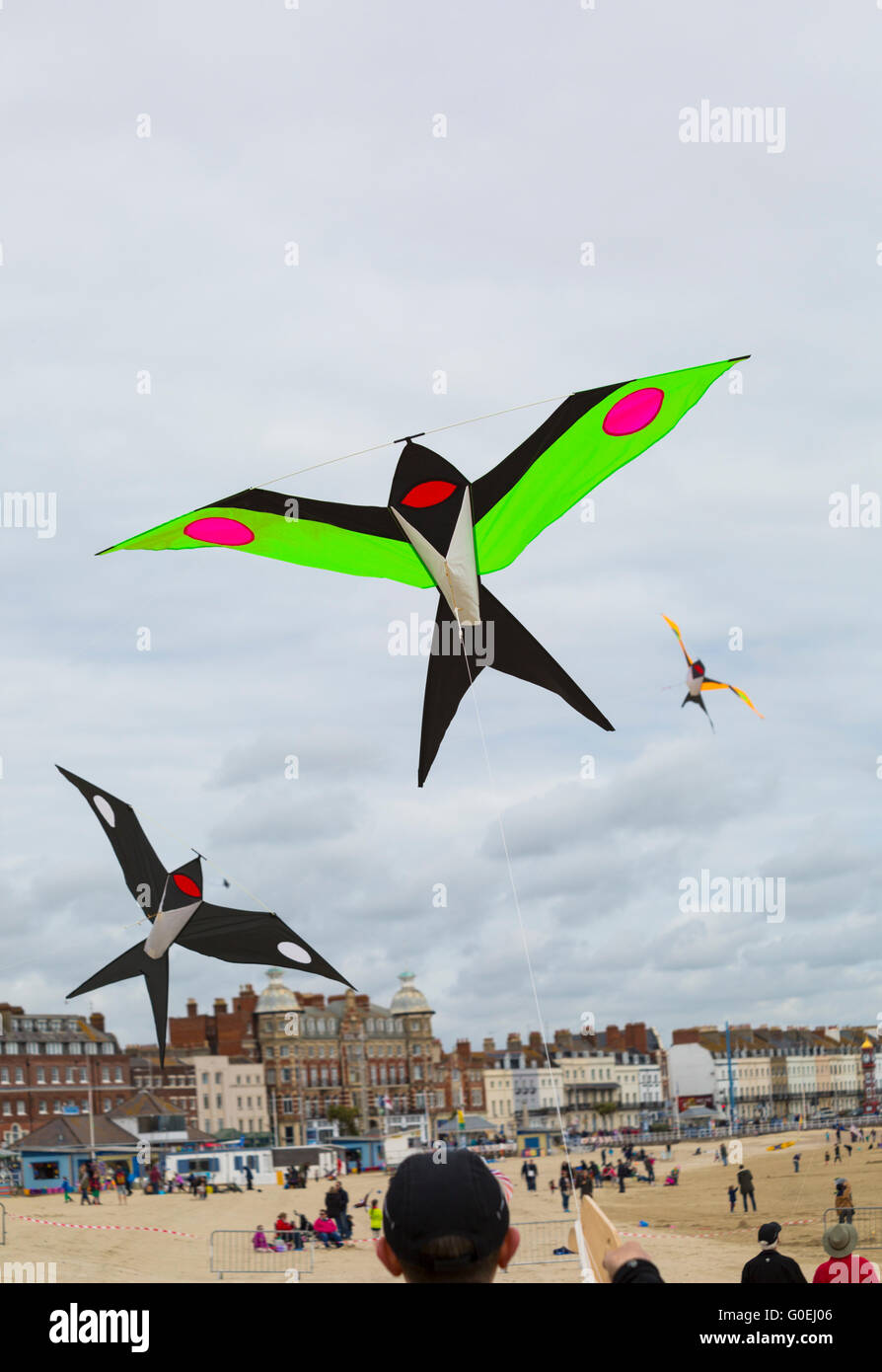 Weymouth, Dorset, Vereinigtes Königreich, 1. Mai 2016. Besucher begeben sich zum Weymouth Beach, um die wundervolle Ausstellung von Drachen zu sehen, die beim Weymouth Kite Festival geflogen werden, Drachen in Form von Vögeln, die am blauen Himmel fliegen. Kredit: Carolyn Jenkins/Alamy Live News Stockfoto