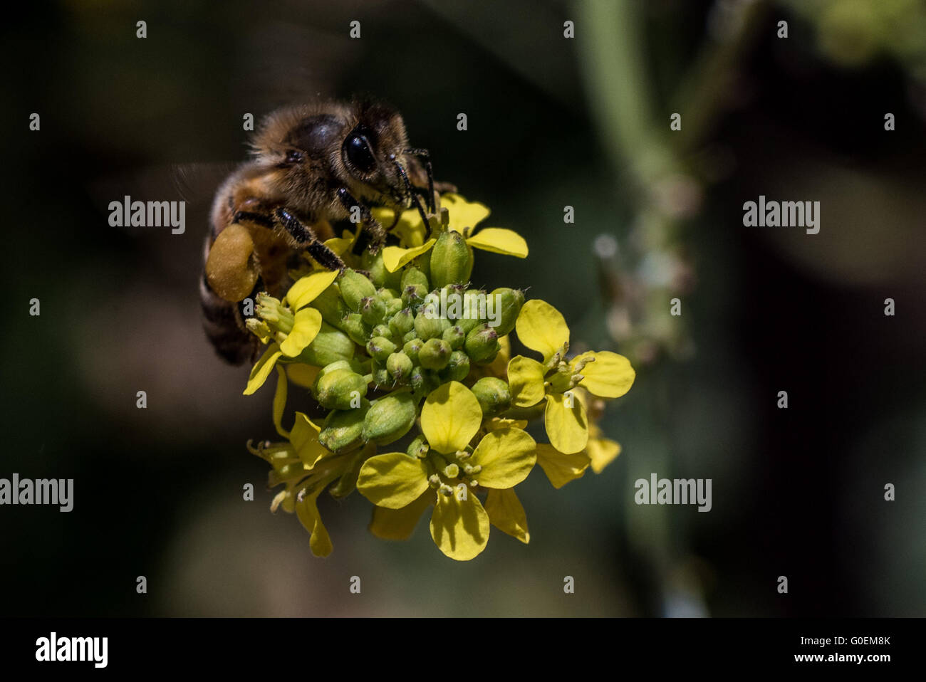 1. Mai 2016: Eine Biene sitzt auf der Blüte einer Blume im südlichen Kalifornien John Green/CSM Stockfoto