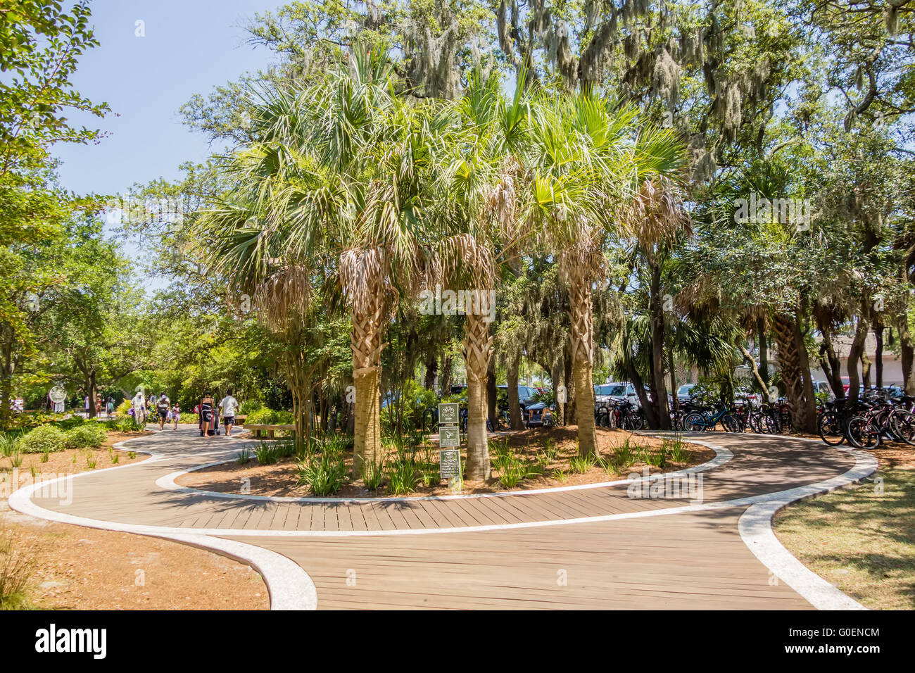 Palmen im Staat Georgia usa Stockfoto