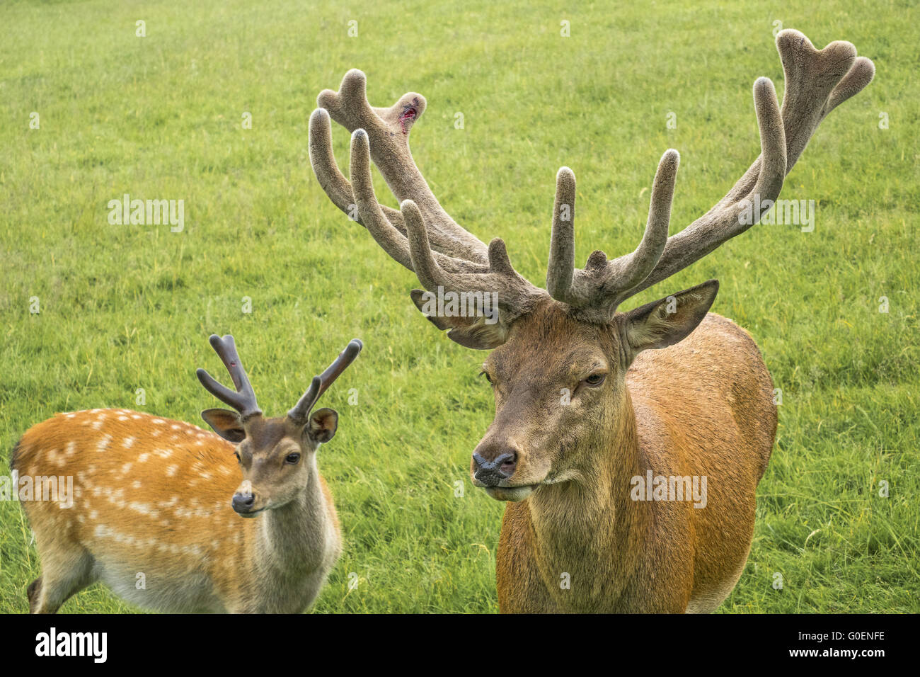 Rotwild-Hirsch (Cervus Elephus) und Sika Hirsch UK Stockfoto