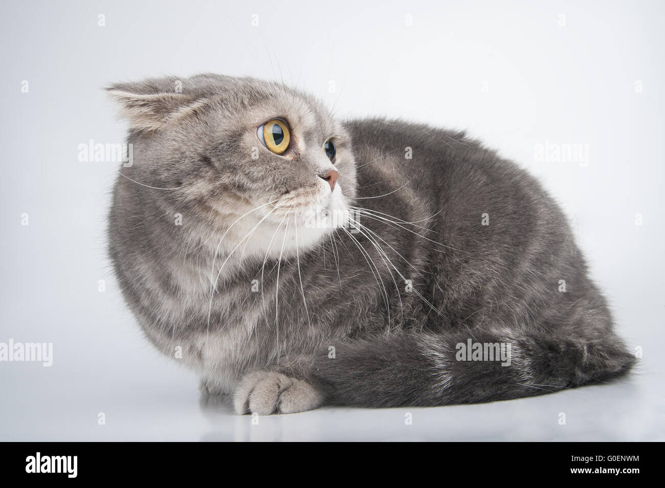 Porträt einer verängstigten Katze. Rasse Scottish Fold. Stockfoto