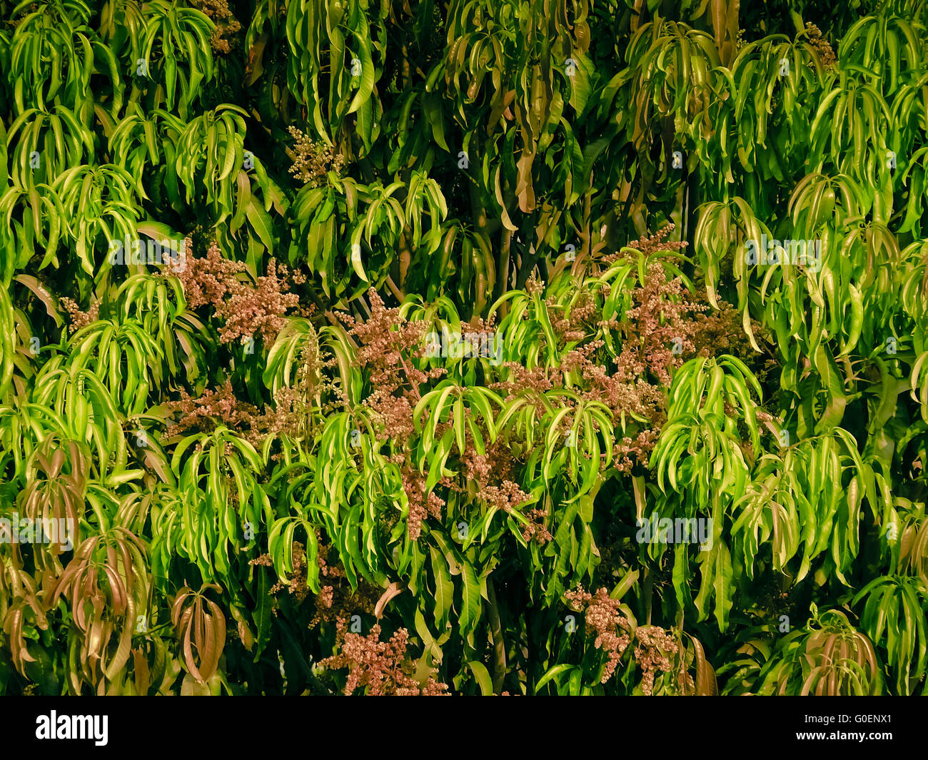 Mango-Baum in voller Blüte mit Mango Blüten erscheinen im Frühjahr bis Sommer Stockfoto