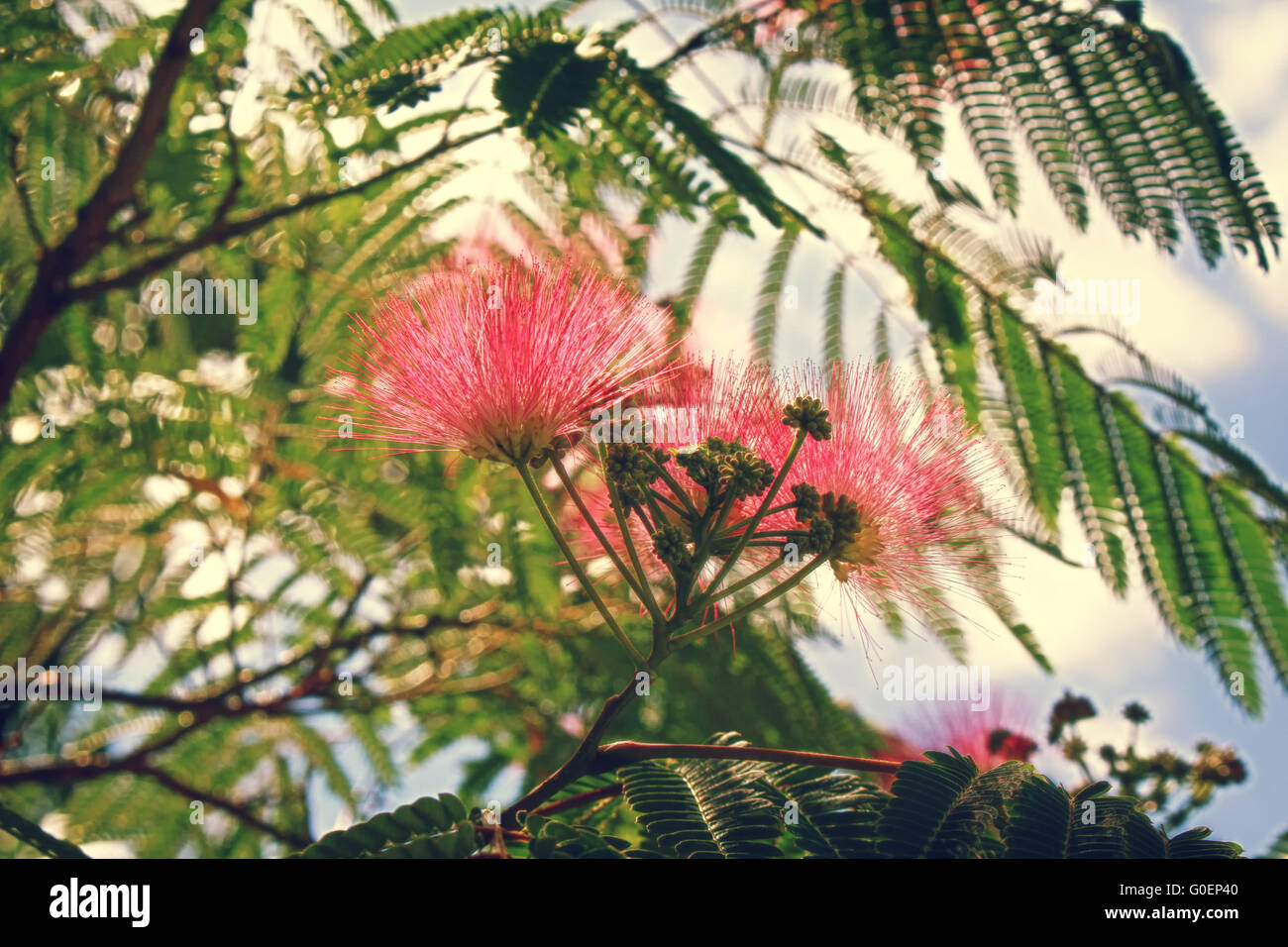 Schlafenden Baum Stockfoto