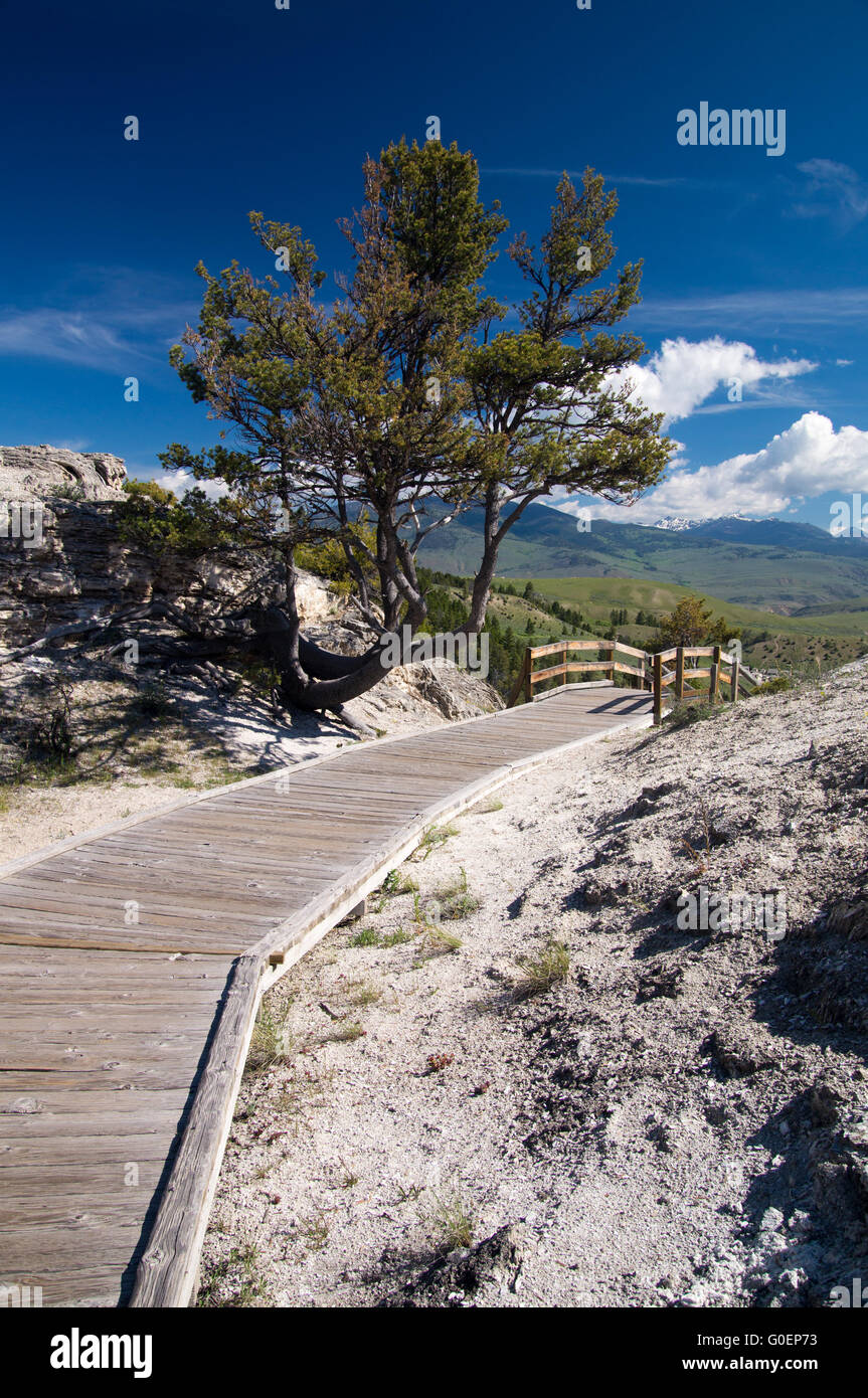 Baum wächst in thermischen Bereiche von Mammoth Hot Springs Stockfoto