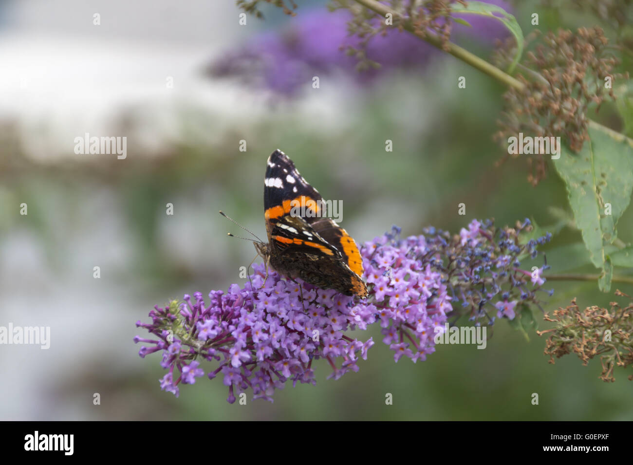 Red admiral Stockfoto