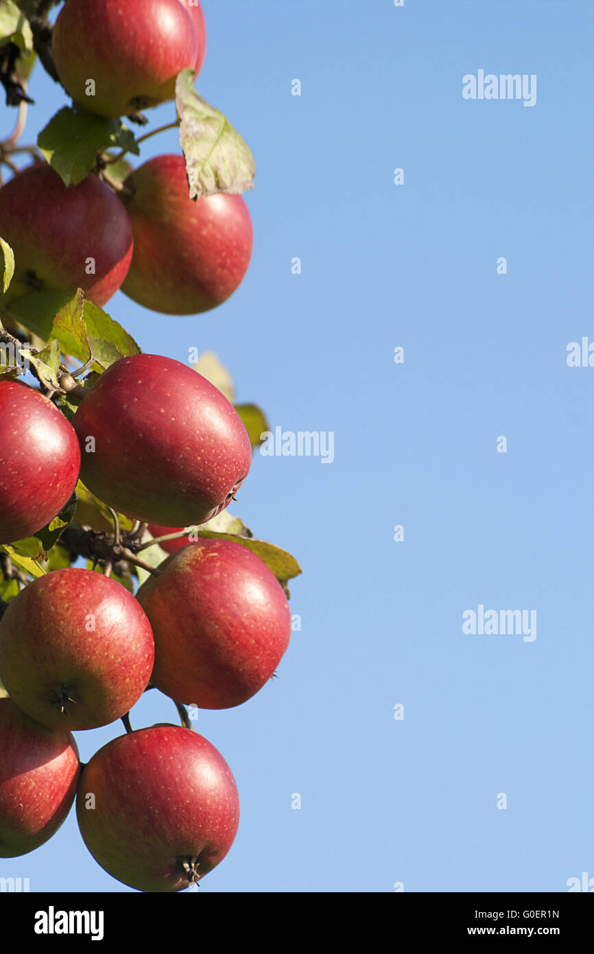 Äpfel am Baum Stockfoto