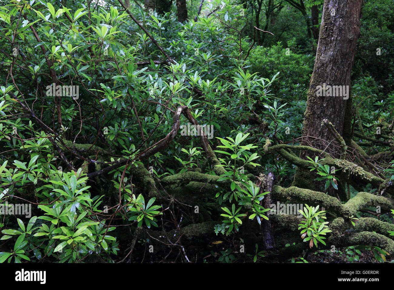 Invasive Rhododen Ponticum, Irland Stockfoto
