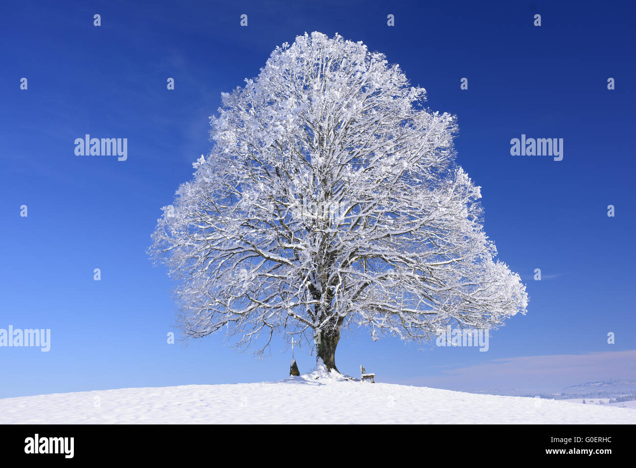 einzigen großen Lindenbaum im Winter mit Schnee Stockfoto