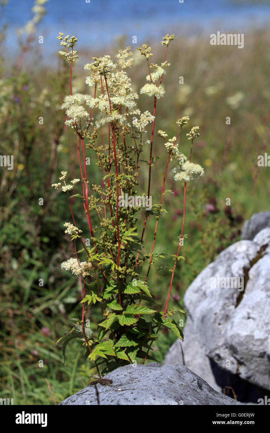 Filipendula Ulmaria, Mädesüß Stockfoto