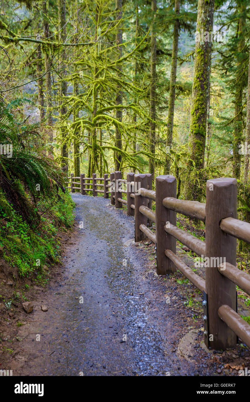 South Loop Trail, Teil der Strecke zehn fällt bei Silver Falls State Park in Oregon. Stockfoto