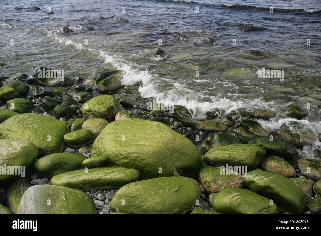 Algen wachsen auf Steinen grüne Kiesel Stockfotografie Alamy