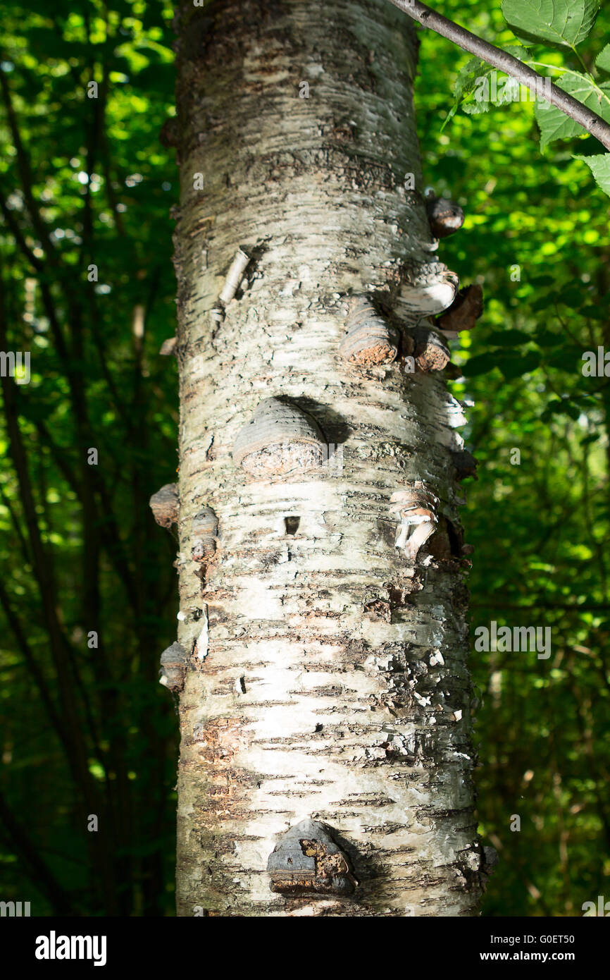 Chaga Pilz auf Birke im Mischwald. Stockfoto
