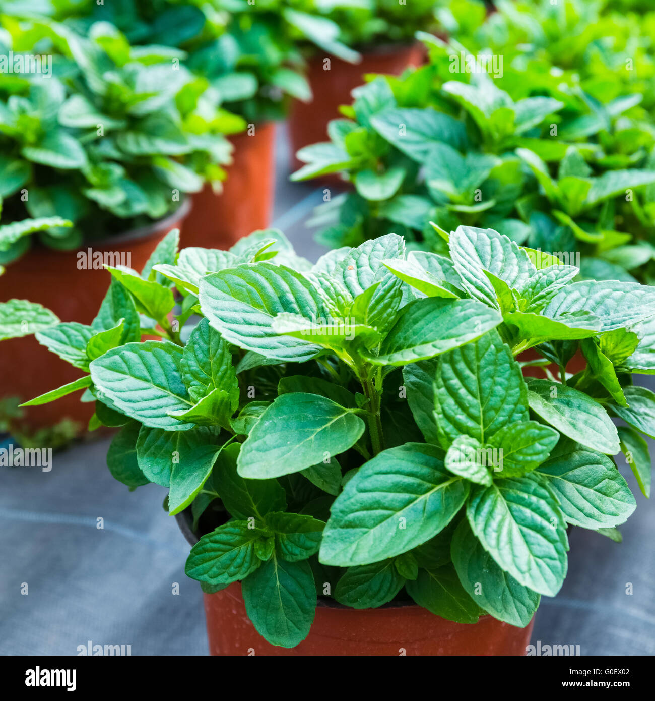 frischer Minze hautnah Stockfoto