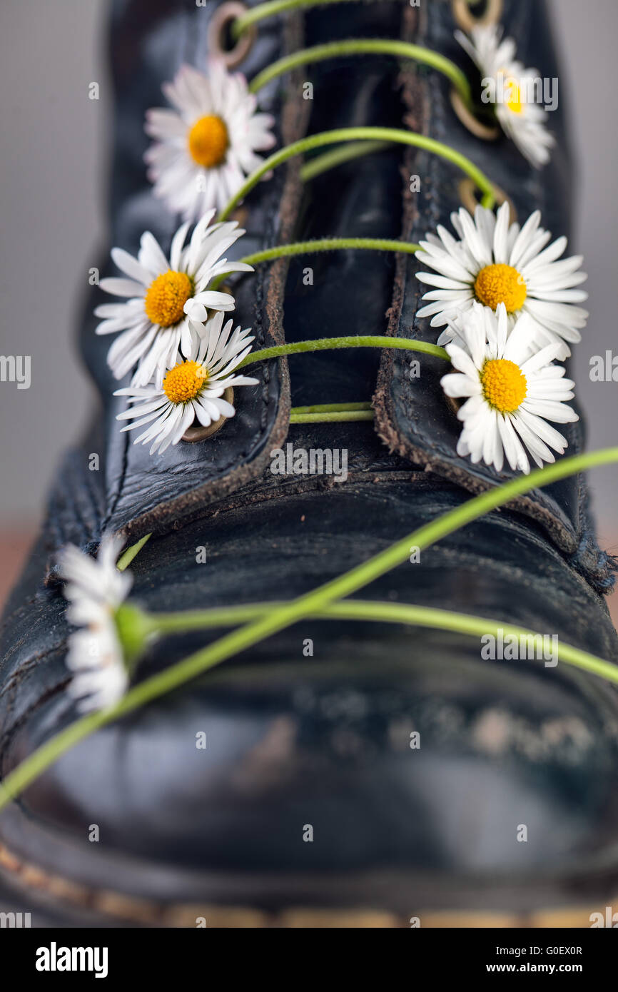 Stiefel mit Blumen-Gänseblümchen Stockfoto