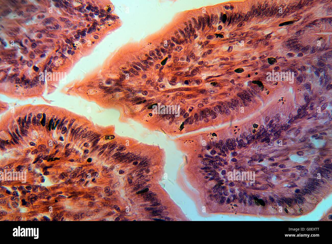 Ein Abschnitt Trog Zellen des Dünndarms unter die Lupe genommen. Stockfoto