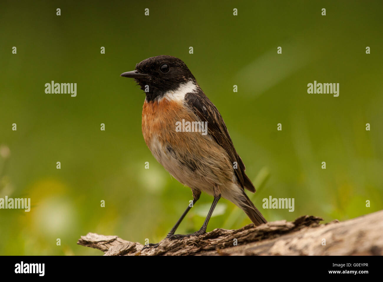 Männliche Schwarzkehlchen Stockfoto