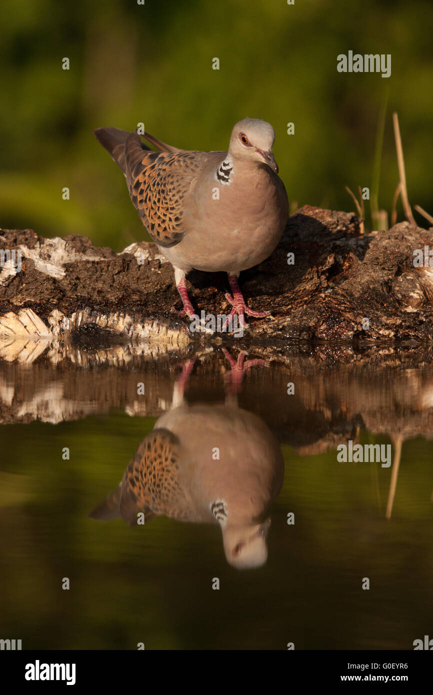 Turtle dove Spiegelung im Wasser Stockfoto