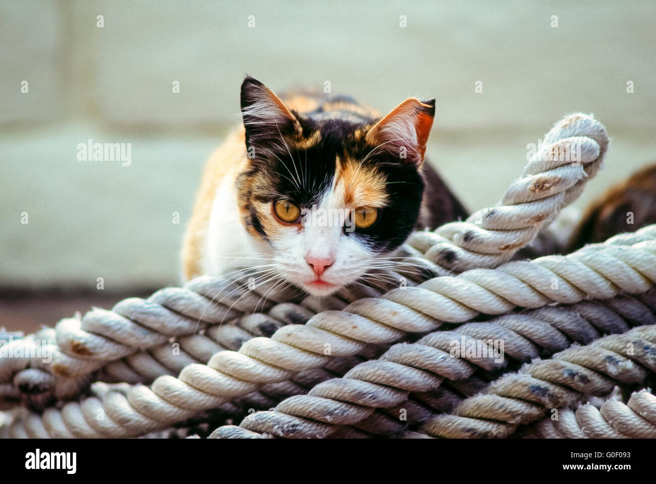 Bootswerft Katze ruht auf gewickelte Seile. Stockfoto