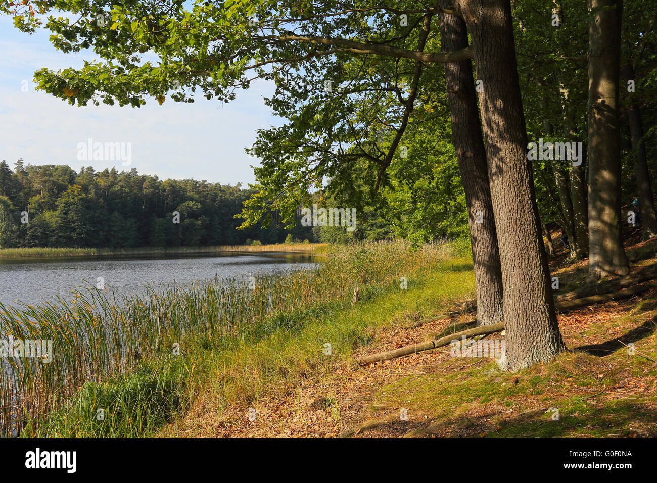 World Heritage Site Grumsiner Wald, DE Stockfoto